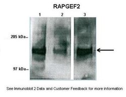 RAPGEF2 Antibody, Novus Biologicals 100 &mu;L; Unconjugated:Antibodies,